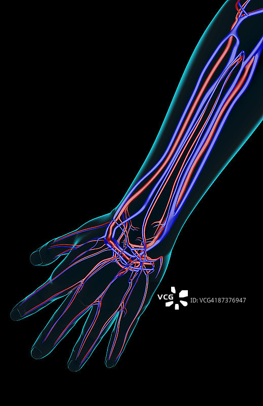 前臂的血液供应图片素材