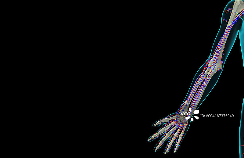 上肢的血液供应图片素材