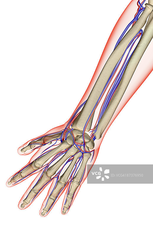 前臂的血液供应图片素材