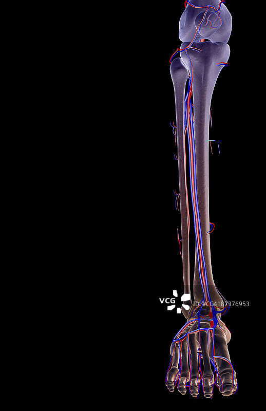 腿部血液供应图片素材