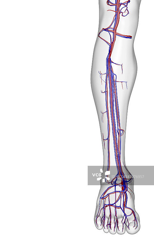 腿部血液供应图片素材