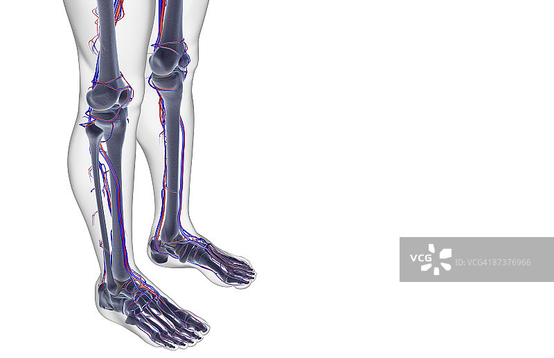 腿部血液供应图片素材