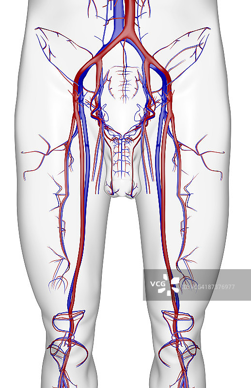 下肢的血液供应图片素材