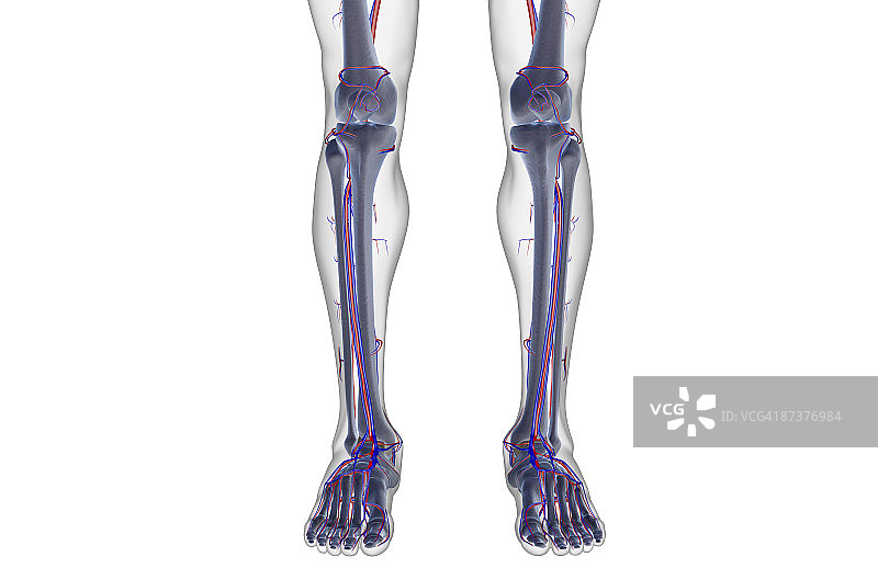 腿部血液供应图片素材