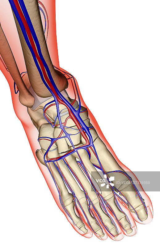 足部供血图片素材