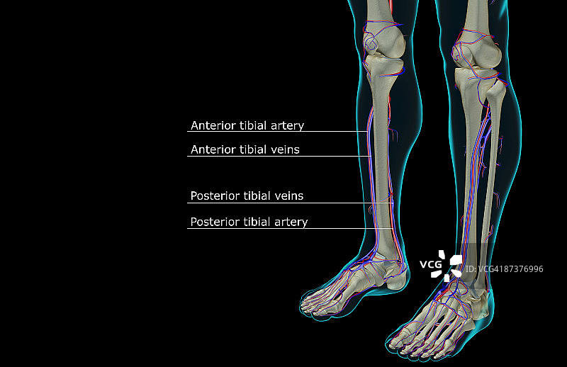腿部血液供应图片素材