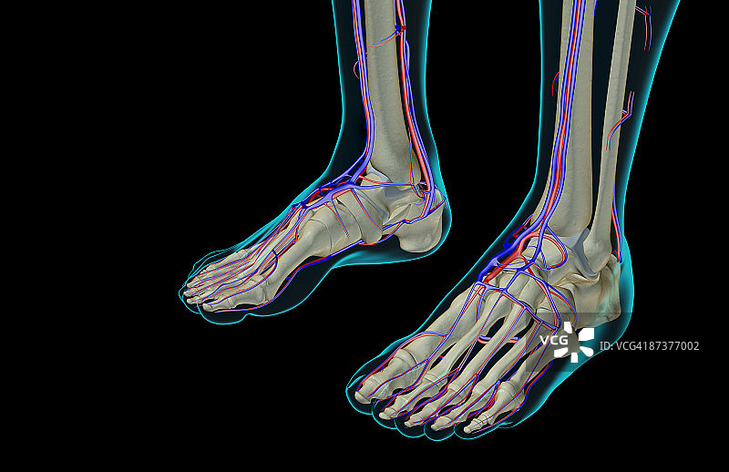 足部供血图片素材