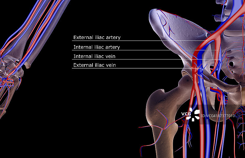臀部的血液供应图片素材