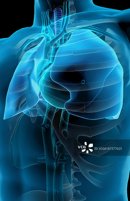 心脏和大血管图片素材