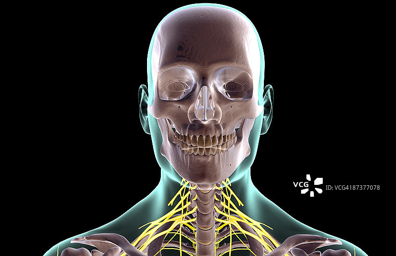 颈部神经图片素材