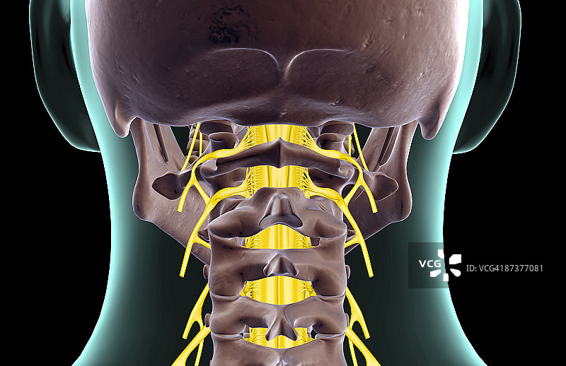 颈部神经图片素材