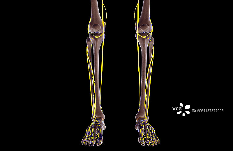 腿部神经图片素材