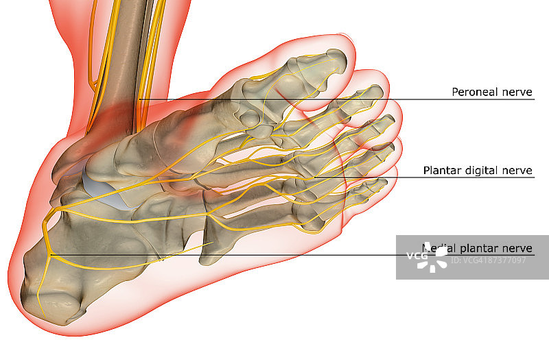 足部神经图片素材