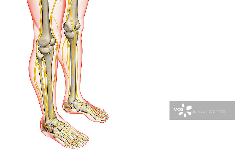腿部神经图片素材