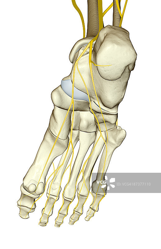 足部神经图片素材