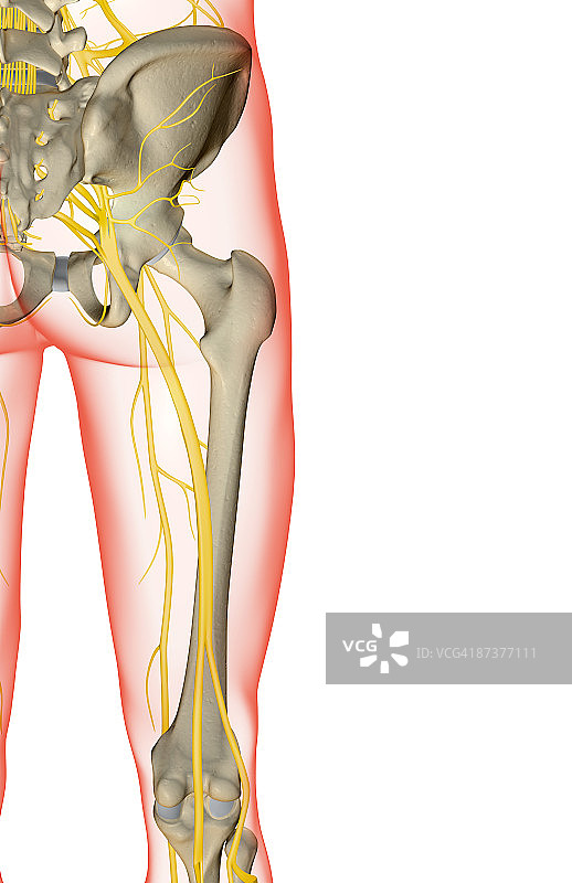 臀部和下肢的神经图片素材