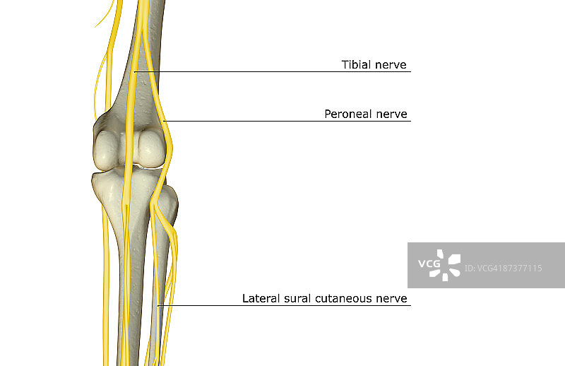 膝盖的神经分布图片素材