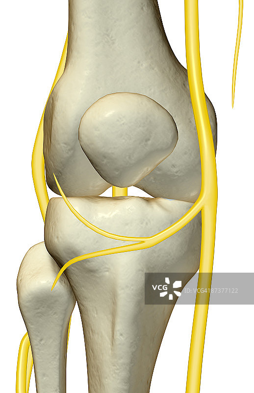 膝盖的神经图片素材