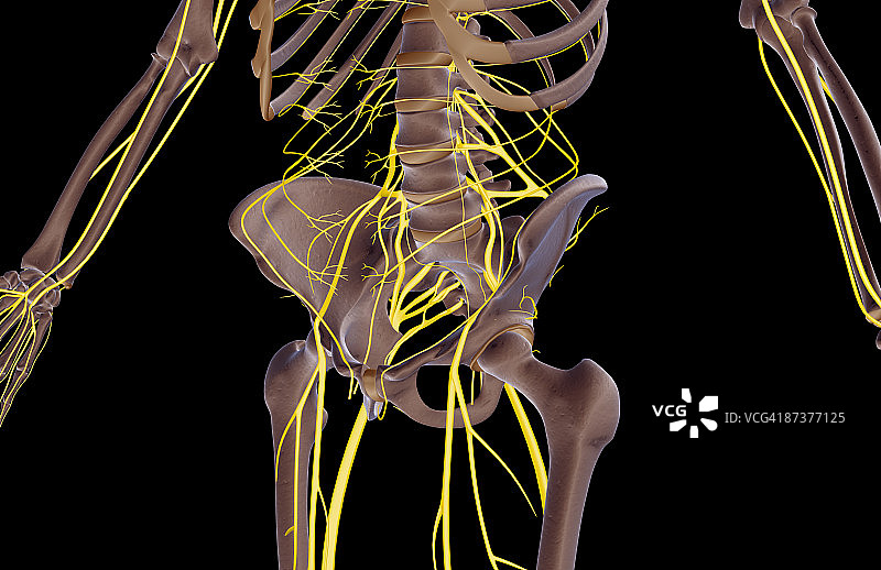 下半身的神经图片素材