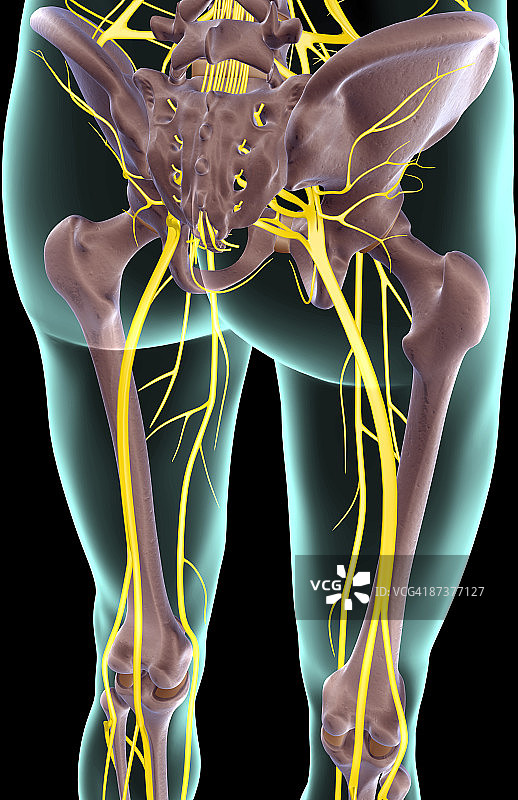 下肢神经图片素材