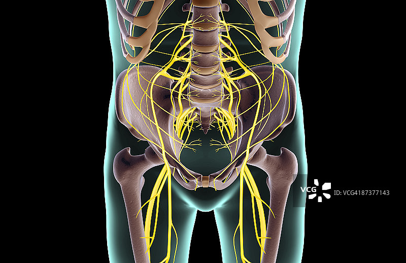 下半身的神经图片素材
