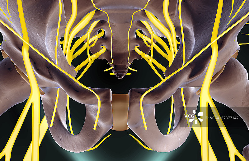 盆骨神经图片素材