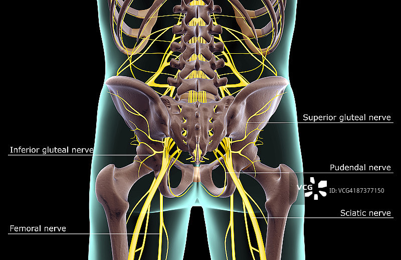下半身的神经图片素材