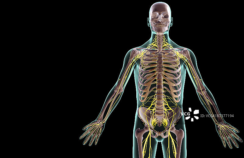 上半身神经分布图片素材