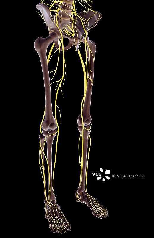 下半身的神经图片素材
