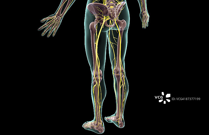 下半身的神经图片素材