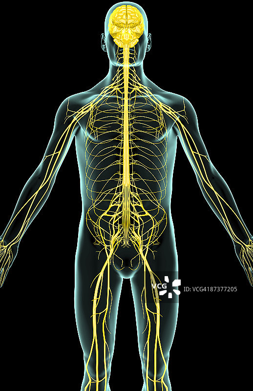上半身神经分布图片素材