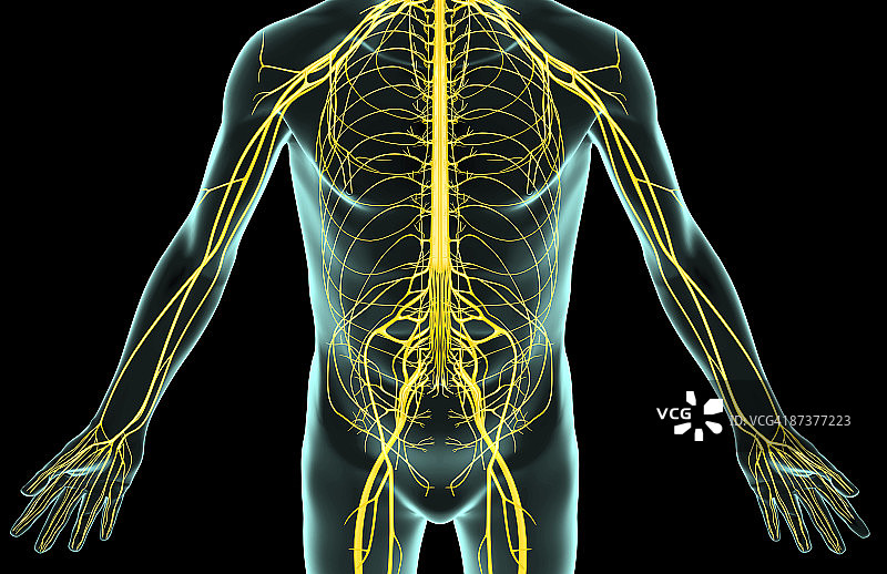 躯干神经图片素材