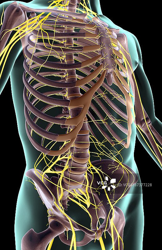 躯干神经图片素材