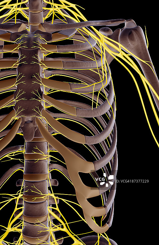 肩部神经图片素材