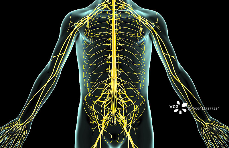 躯干神经图片素材