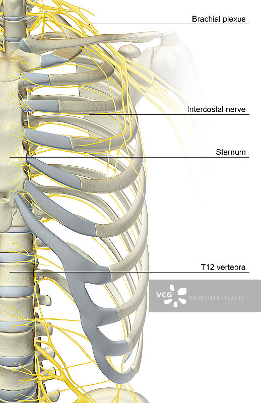 胸廓的神经分布图片素材