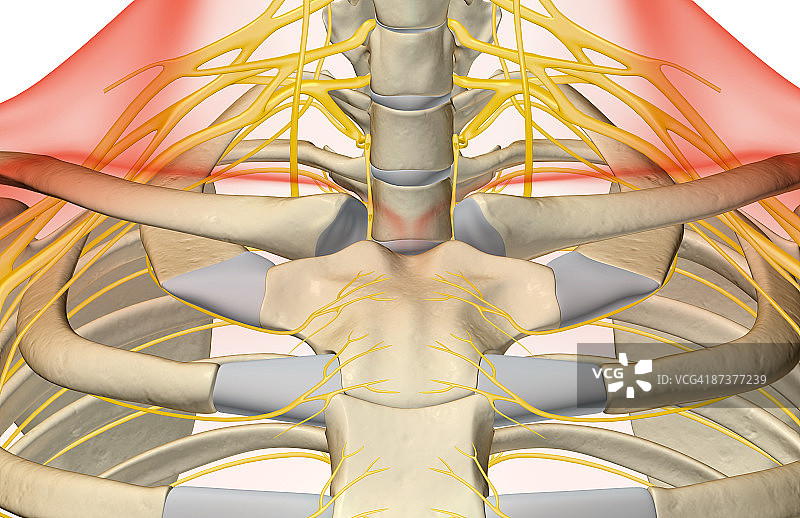 颈部神经图片素材
