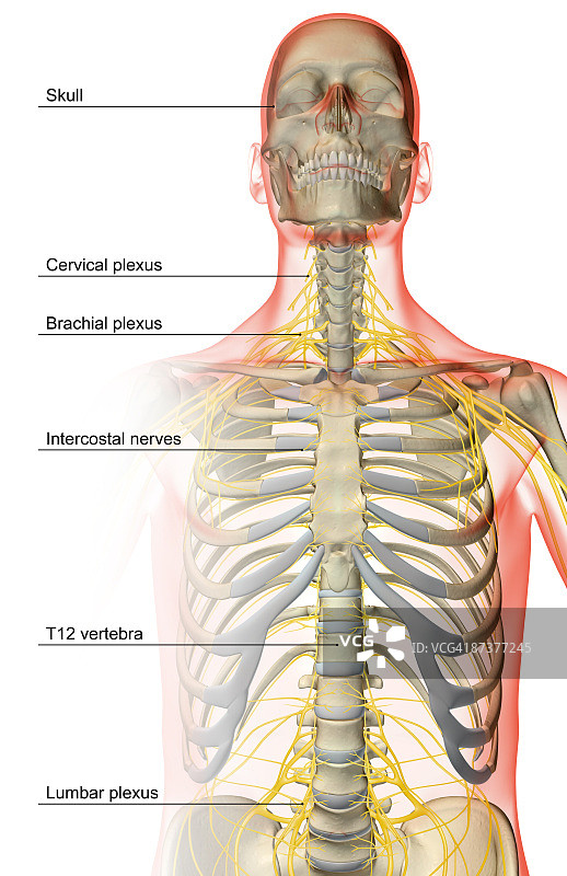 上半身神经分布图片素材