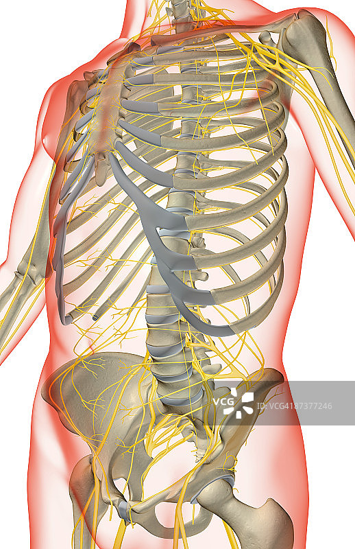 躯干神经图片素材