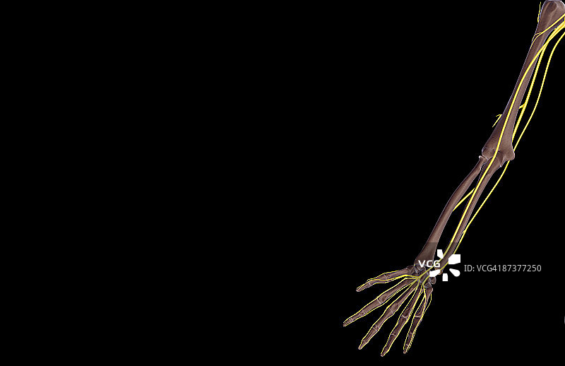 上肢神经图片素材