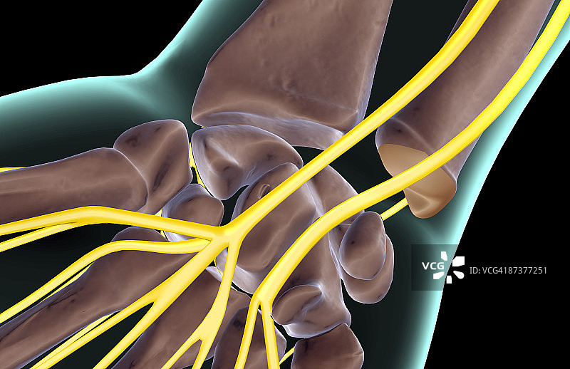 手腕神经图片素材