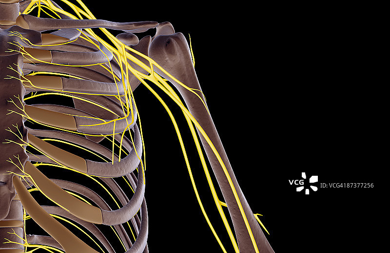 肩部神经图片素材