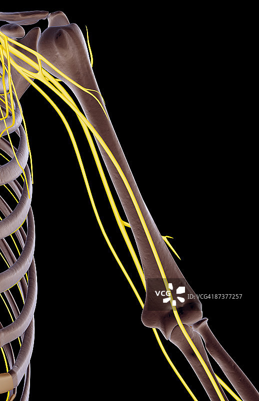 肩部和上臂神经图片素材