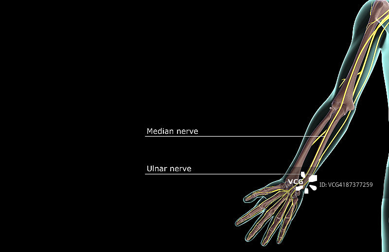 上肢神经图片素材