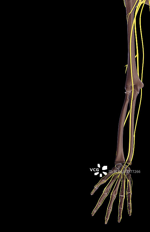 上肢神经图片素材