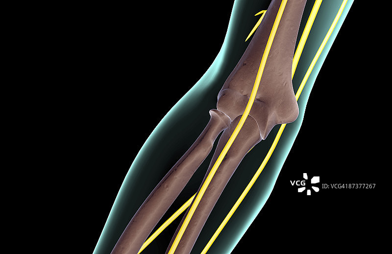 肘部神经图片素材
