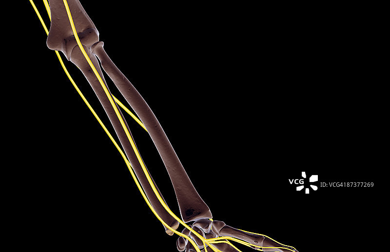 前臂神经图片素材
