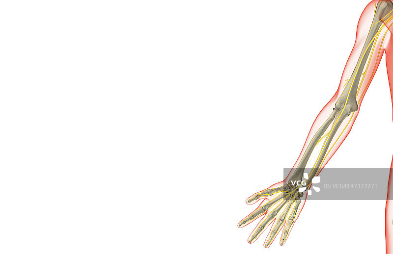 上肢神经图片素材