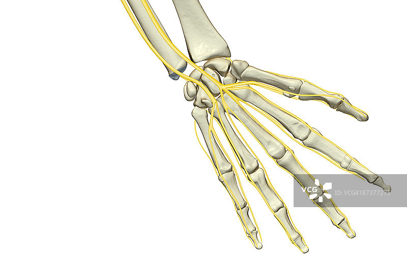 手部神经图片素材