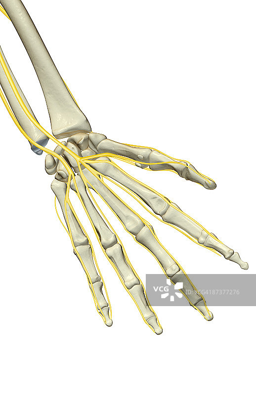 手部神经图片素材